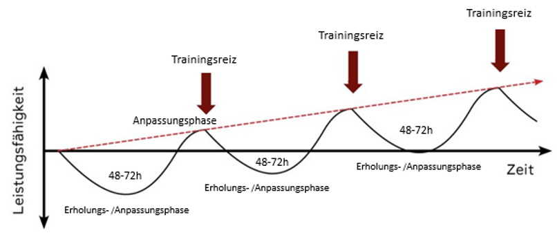 Schaubild zum Verlauf der Leistungsfähigkeit nach Trainingsreizen und Erholungsphasen